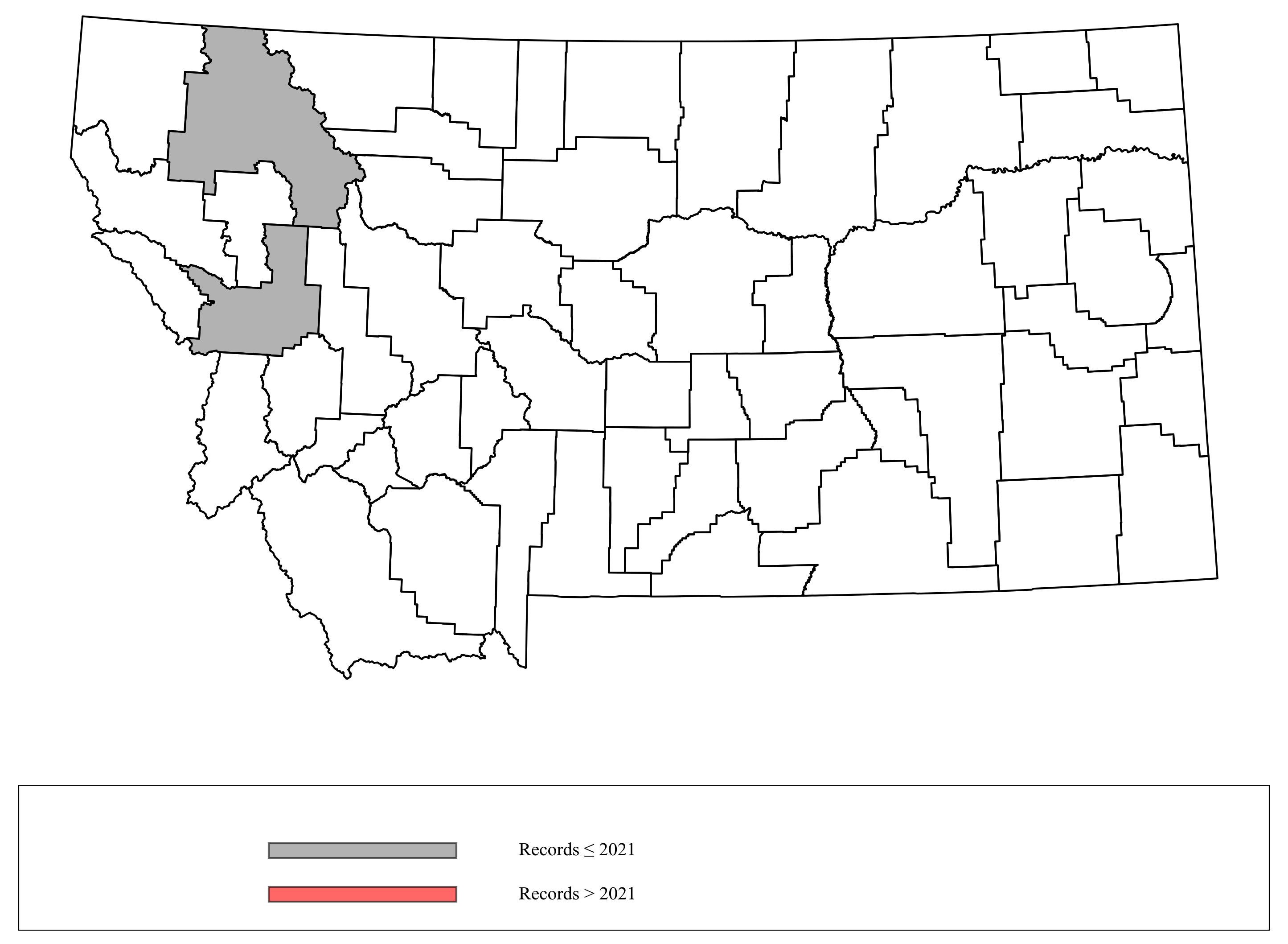 Megachile_pascoensis  Megachile_pascoensis