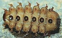 diptera or fly larvae