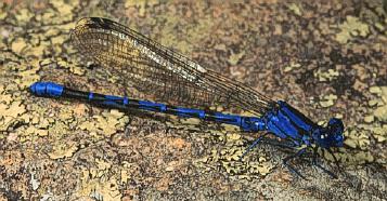 blue dragonfly or Odonata 
