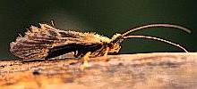 trichoptera or caddisflies