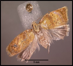acleris albicomana