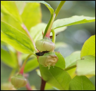 ant on huckleberry flower bud