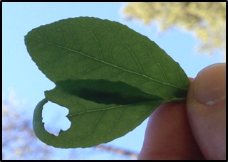 more neotelphusa praefixa leaf damage