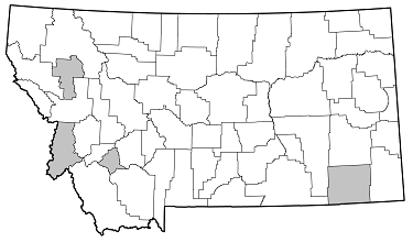 Acanthocinus spectabilis distribution in Montana