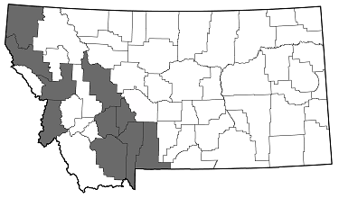 Acmaeodera idahoensis distribution in Montana