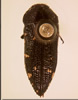 Acmaeodera knowltoni habitus dorsal