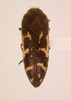 Acmaeodera pulchella