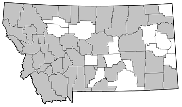 Acmaeops proteus distribution in Montana