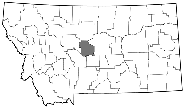 Agrilus criddlei distribution in Montana