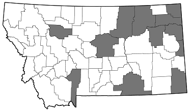 Agrilus cuprescens distribution in Montana