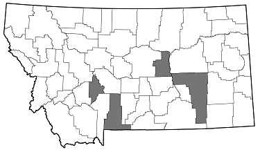 Agrilus gibbicollis distribution in Montana