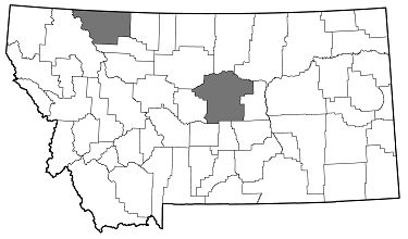 Agrilus granulatus liragus distribution in Montana
