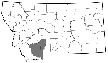 Agrilus malvastri distribution in Montana