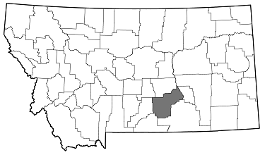 Agrilus pubifrons distribution in Montana