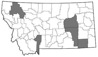 Agrilus quadriguttatus quadriguttatus distribution in Montana