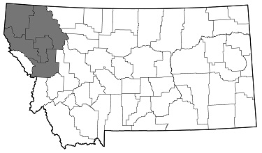 anthaxia (Haplanthaxia) caseyi caseyi distribution in Montana