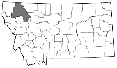 Anthaxia (Haplanthaxia) quercata distribution in Montana