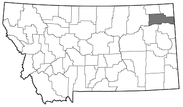 Anthaxia (Haplanthaxia) viridicornis distribution in Montana