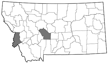 Anthaxia (Melanthaxia) aeneogaster distribution in Montana