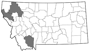 Anthaxia (Melanthaxia) aenescens distribution in Montana