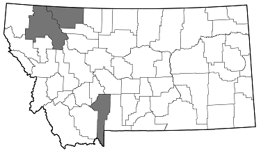 Anthaxia porella distribution in Montana