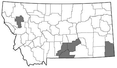 Anthaxia (Melanthaxia) prasina distribution in Montana