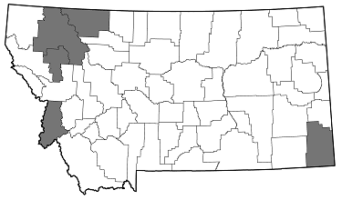 Anthaxia (Melanthaxia) retifera distribution in Montana