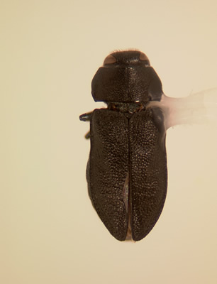 Anthaxia (Melanthaxia) aeneogaster