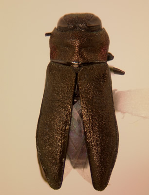 Anthaxia (Haplanthaxia) viridicornis habitus dorsal