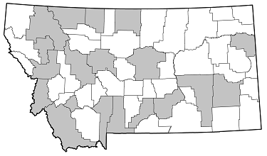 Arhopalus asperatus distribution in Montana