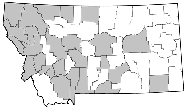 Asemum striatum distribution in Montana