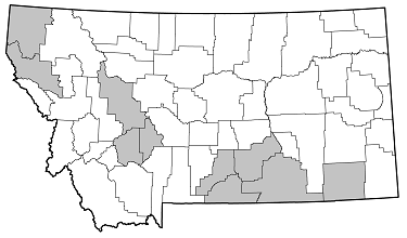 Batyle ignicollis distribution in Montana
