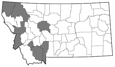 Buprestis adjecta distribution in Montana