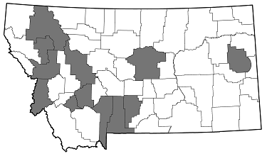 Buprestis aurulenta distribution in Montana