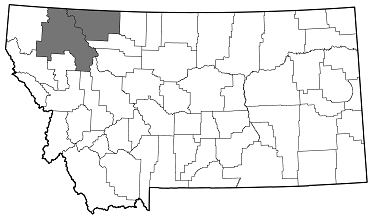 Buprestis intricata distribution in Montana