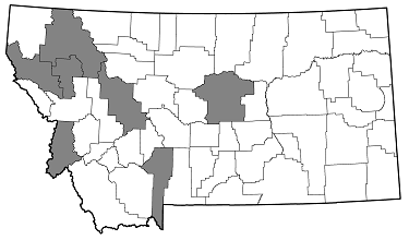 Buprestis laeviventris distribution in Montana