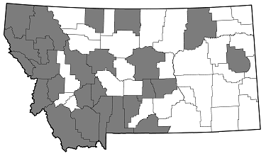 Buprestis lyrata distribution in Montana