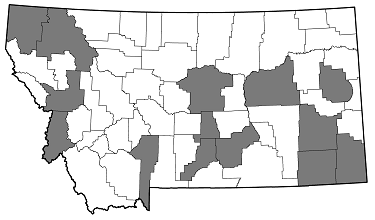 Buprestis nutalli distribution in Montana