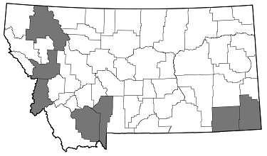 Buprestis subornata distribution in Montana