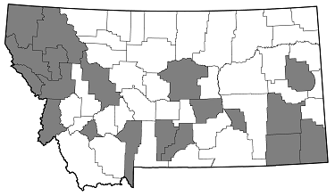 Chalcophora anguicollis distribution in Montana