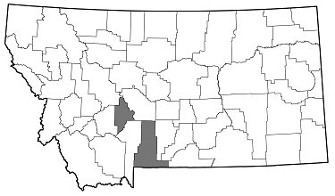 Chrysobothris breviloba distribution in Montana