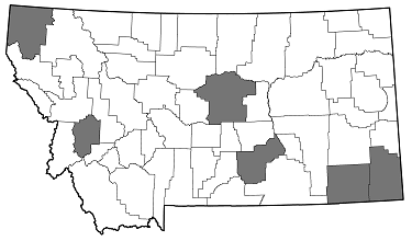 Chrysobothris leechi distribution in Montana