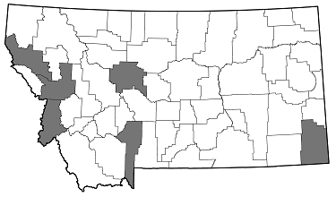 Chrysobothris femorata distribution in Montana