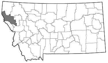 Chrysobothris fragariae distribution in Montana