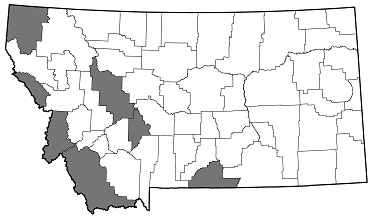 Chrysobothris laricis distribution in Montana