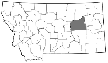 Chrysobothris ludificata distribution in Montana