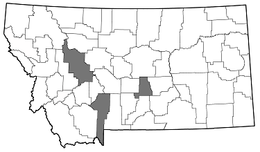 Chrysobothris mali distribution in Montana