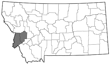 Chrysobothris monticola distribution in Montana