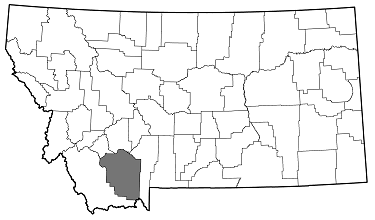 Chrysobothris piuta distribution in Montana