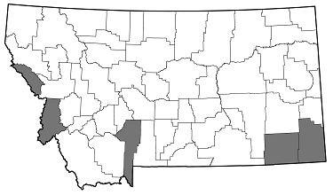 Chrysobothris rotundicollis distribution in Montana